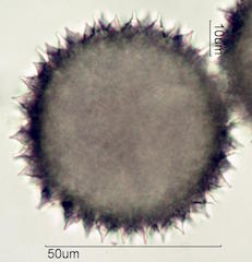 Sida acuta Pollen